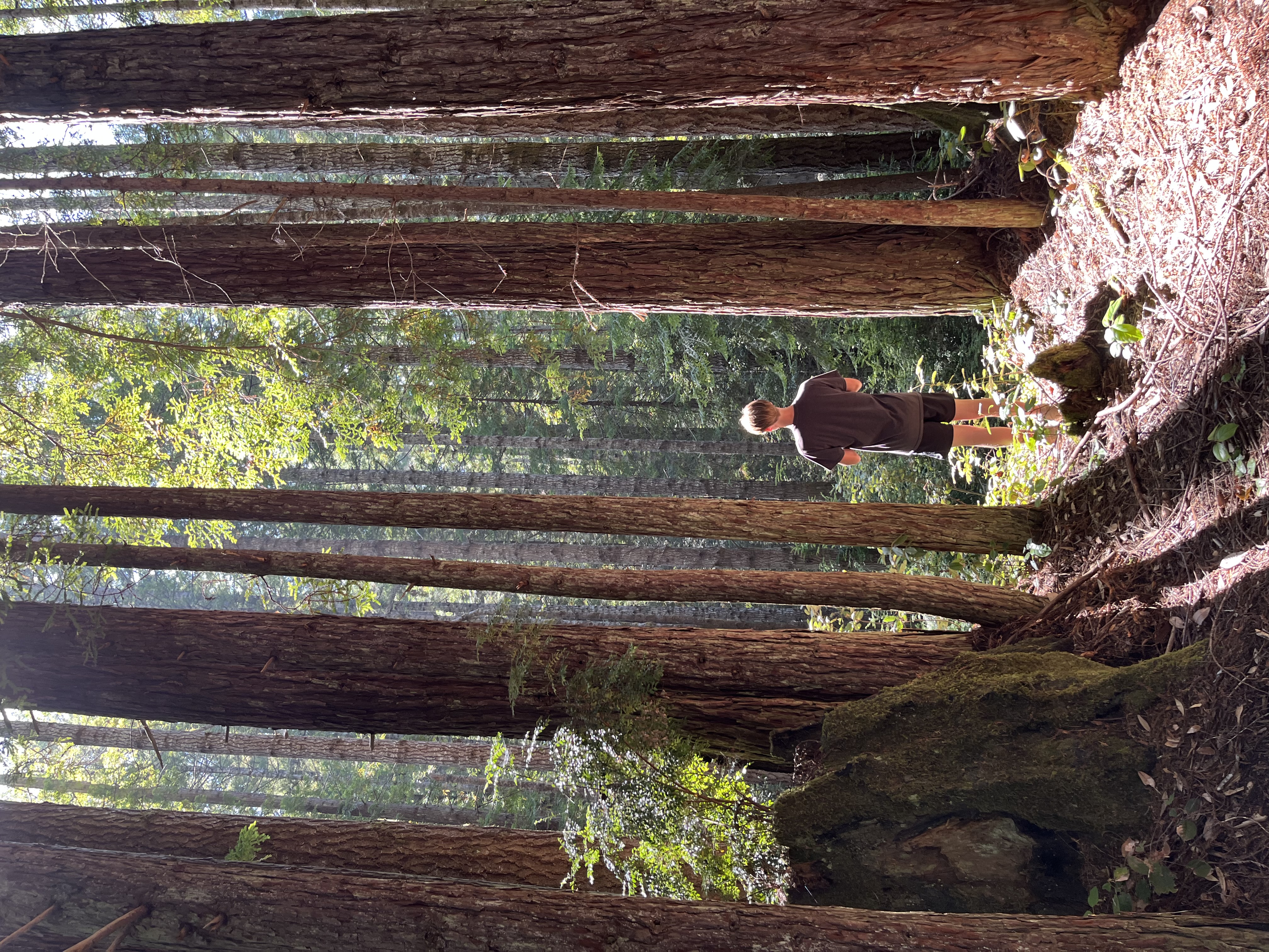 Forest trail at camp